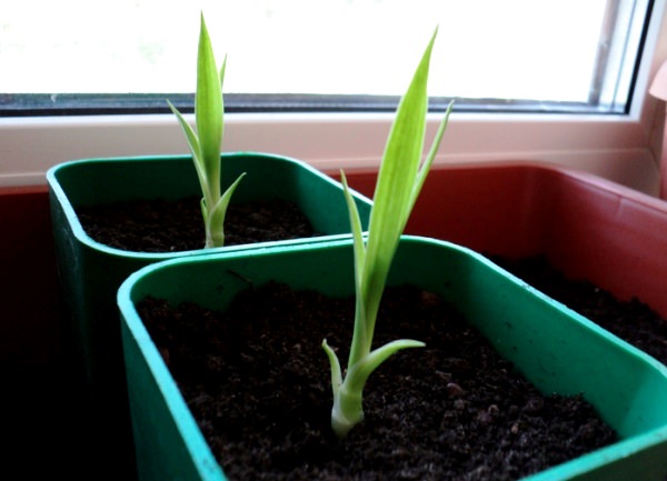 Оптимальный температурный режим для появления всходов драцены составляет порядка 25-27оС