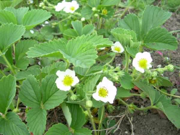 Почему клубника изобильно цветет, а не завязывается