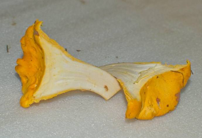 Состав мякоти лисички обогащен особым веществом под названием хитинманноза, которое позволяет уничтожать глистов или гельминтов всех видов