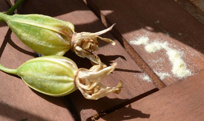 Семенной материал комнатной орхидеи не защищён эндоспермом, поэтому легко уязвим