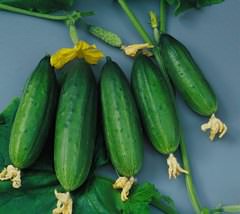 Огурец «Мазай f1» – популярный партенокарпический гибрид корнишонного типа