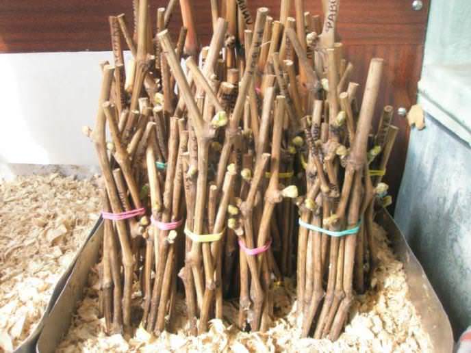 Прежде чем приступить весной к высадке винограда, необходимо внимательно проверить весь посадочный материал