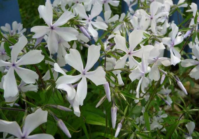 «Мэй Бриз» (May Breeze)