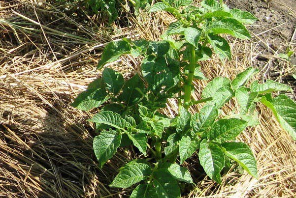 Систематические прополки картофеля «Василек» можно заменить мульчированием грунта