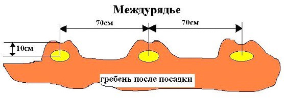 Посадка картофеля в гребни осуществляется согласно стандартной схеме