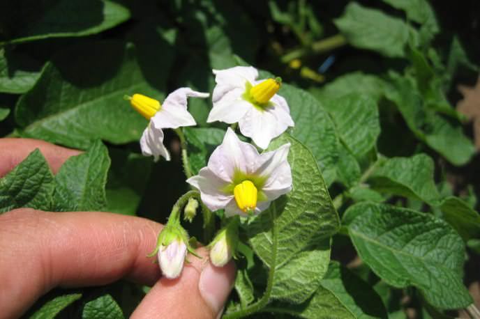 Картофель сорта «Колобок» отличается неприхотливостью и прекрасно адаптируется к любым почвам