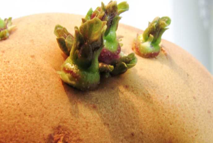 Предпосадочная обработка картофельных клубней сорта «Колобок» заключается в проращивании на свету