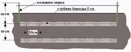 Схема посадки картофеля «Накра» стандартная