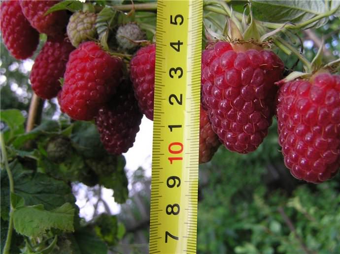 Вырастить крупномерную малину Гусар на своем участке достаточно легко