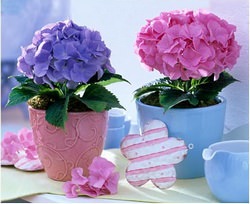 В современном дизайне интерьеров гортензия снискала небывалую славу