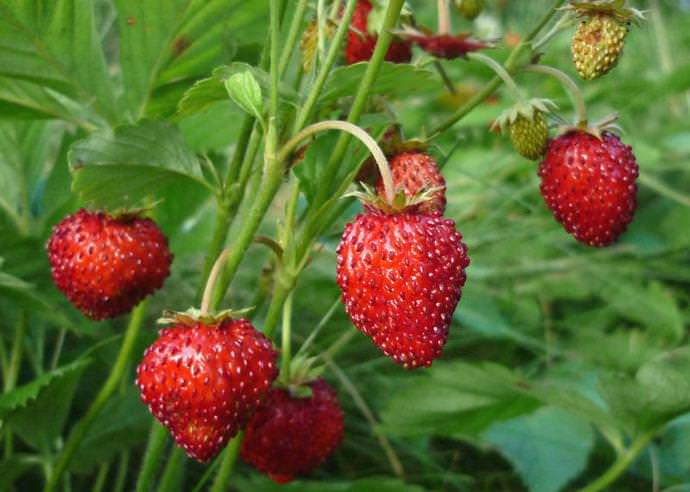 Сорт «Лесная сказка» отличается стабильностью плодоношения и хорошей устойчивостью к морозам