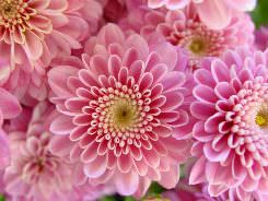 Хризантемы являются представителями семейства Астровые