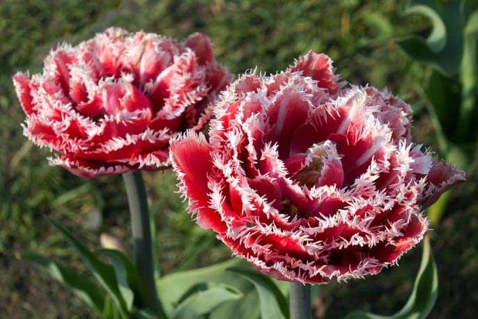 Такие разные тюльпаны