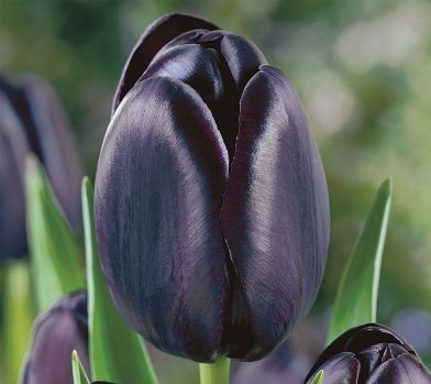 Такие разные тюльпаны