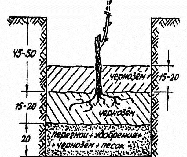 При высаживании винограда верхний глазок на корнесобственном однолетнем побеге саженца должен быть заглублен на 10-15 см