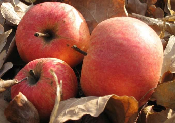 В осенний период ведут сбор опавших яблок, в которых сидят гусеницы