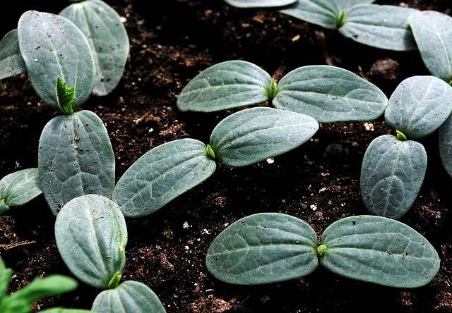 Температура воздуха при выращивании рассады сорта «Зозуля f1» должна быть в дневные часы 21-23°С