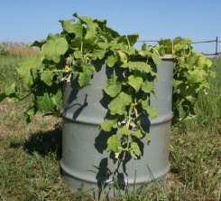 Посадка огурцов в бочки позволяет сэкономить место на даче