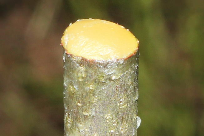 Не позднее чем через сутки после обрезки следует тщательно обработать все срезы садовым варом