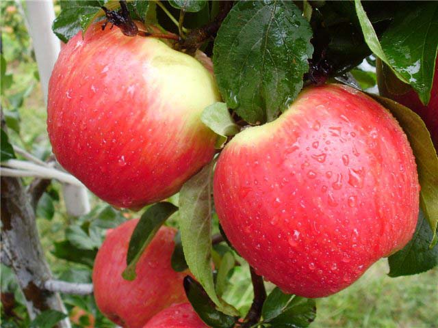Плоды сорта «Эрли Женева» обладают отменными вкусовыми качествами, хрустящей мякотью и сочностью