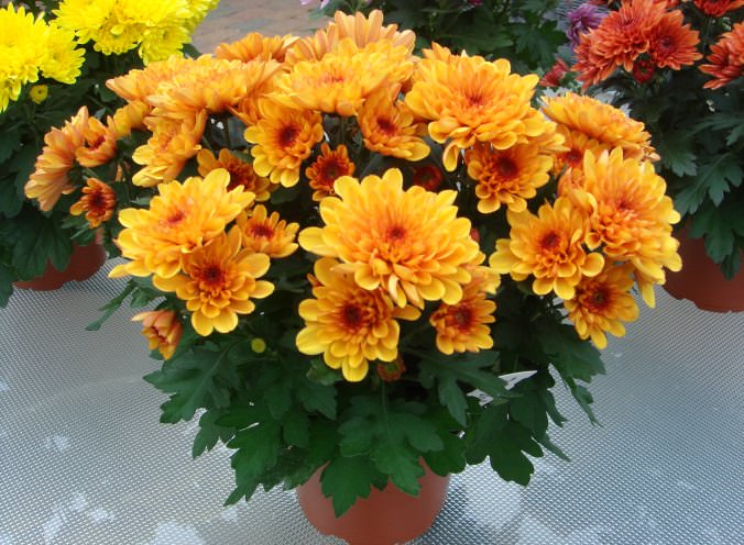 Хризантемы Сантини: солнце в миниатюре