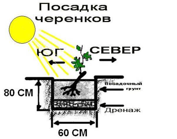 Необходимо выделить под посадку саженцев «Сенсация» участок на южной стороне с полноценным освещением в течение всего дня