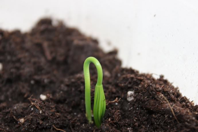 Ростки винограда появляются примерно через неделю или десять дней