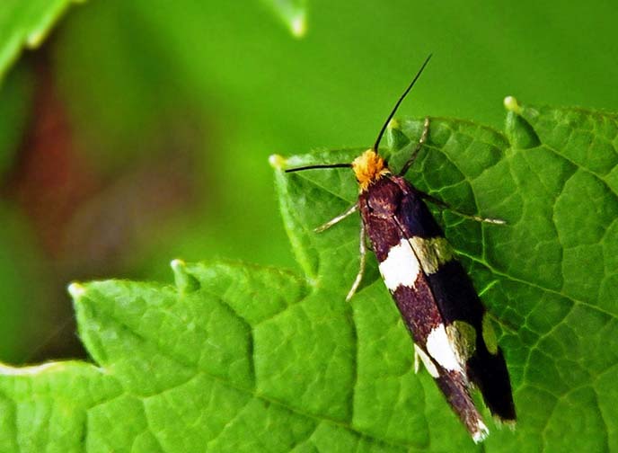 Стеблевая муха – первый вредитель, который может поселиться на стеблях малины Гусар