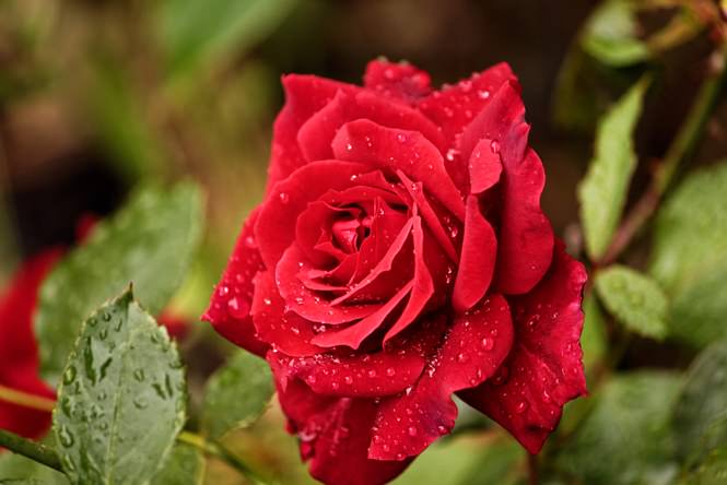 Опрыскивать розы в теплице необходимо ежедневно