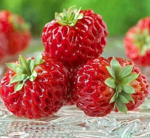 «Мице Шиндлер» высоко ценится садоводами за отменный вкус и внешний вид