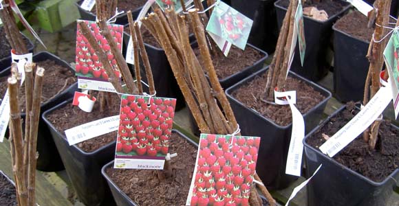 Прошлогодние побеги малины, а точнее – их пеньки, должны выглядеть здоровыми