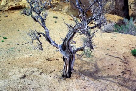 Прекрасный шашлык можно приготовить на древесине саксаула