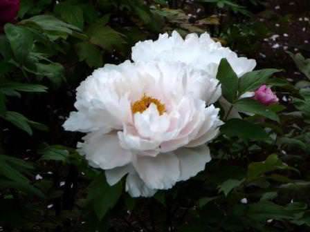 Как выбирать посадочный материал