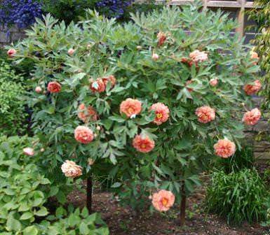 Пион древовидный — посадка, выращивание