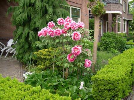 Когда высаживать древовидные пионы