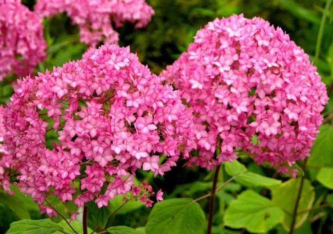 Сорт «Bella Anna» достаточно хорошо переносит уральские морозы зимой