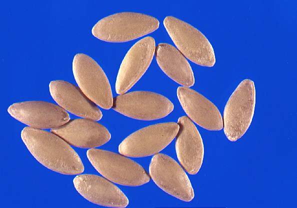 Правильная подготовка семян является залогом получения здоровых и полноценных растений