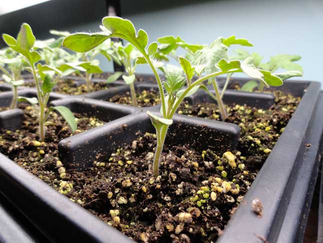 Уход за рассадой томатов является делом несложным, но требующим определённых знаний