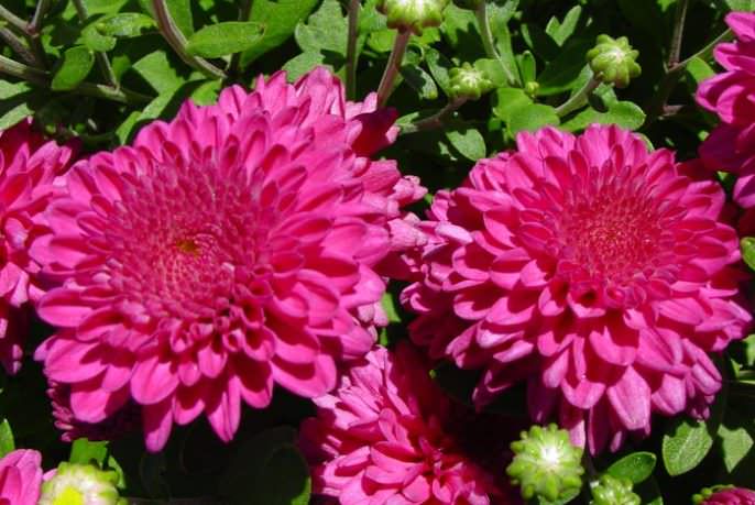 «Мультифлора» относится к числу раннецветущих хризантем