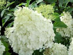 Гортензия известна всем садоводам