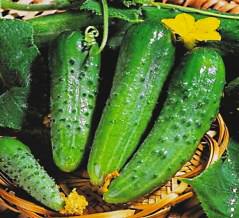 Огурец «Престиж-f1» характеризуется ранним сроком созревания