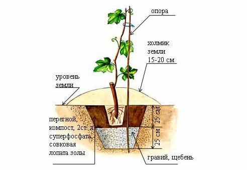 Высадку винограда «Ризамат» лучше проводить в весенний период