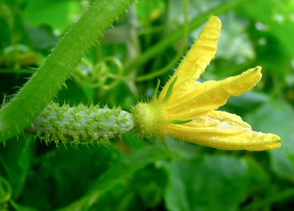 Огурцы гибридной формы «Престиж-f1» можно выращивать в открытом и закрытом грунтах