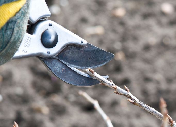 Крыжовник «Колобок» требует постоянного формирования кроны