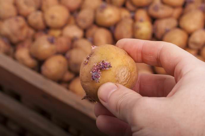 Семенной картофель необходимо перед посадкой прорастить