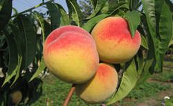 Персик «Киевский ранний» обладает целым рядом преимуществ