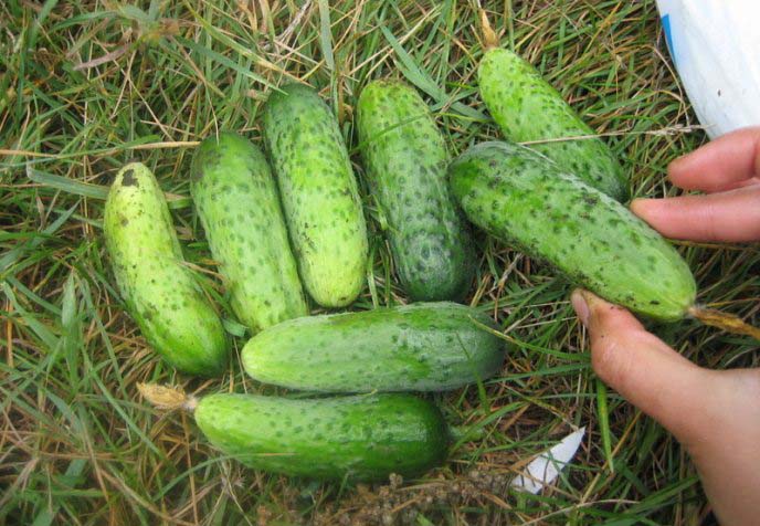 Огурцы сорта «Пальчик» не склонны к накоплению горечи