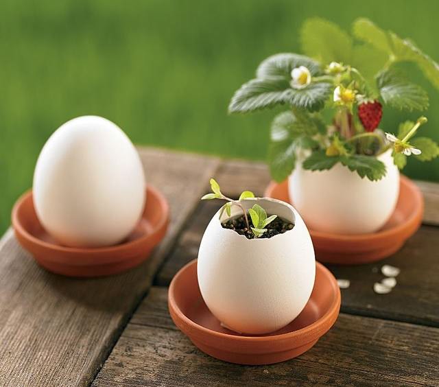 Клубника «Белый швед» может быть выращена рассадным способом из семян