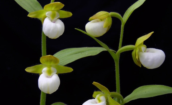 Уход в домашних условиях за представителями «револьверного» типа цветения заключается в отсутствии необходимости обрезать цветонос до окончания периода цветения