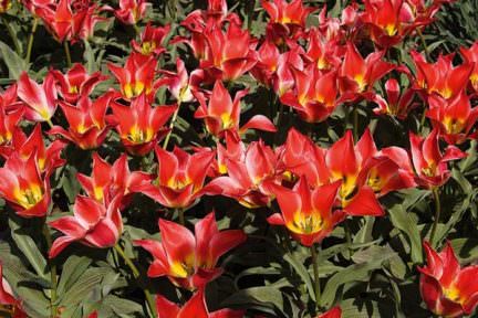 Такие разные тюльпаны